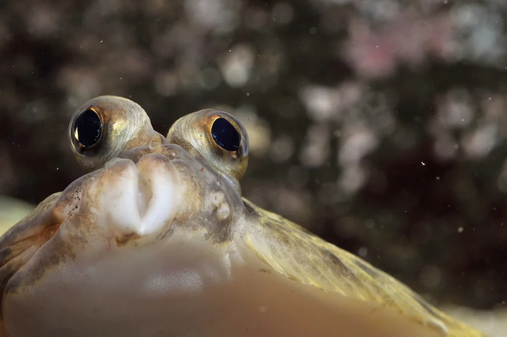 Flatfiskur ikki flatur at byrja við