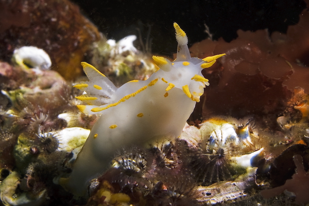 Polycera faeroensis. Mynd: Helgi Winther Olsen, Føroya Sjósavn
