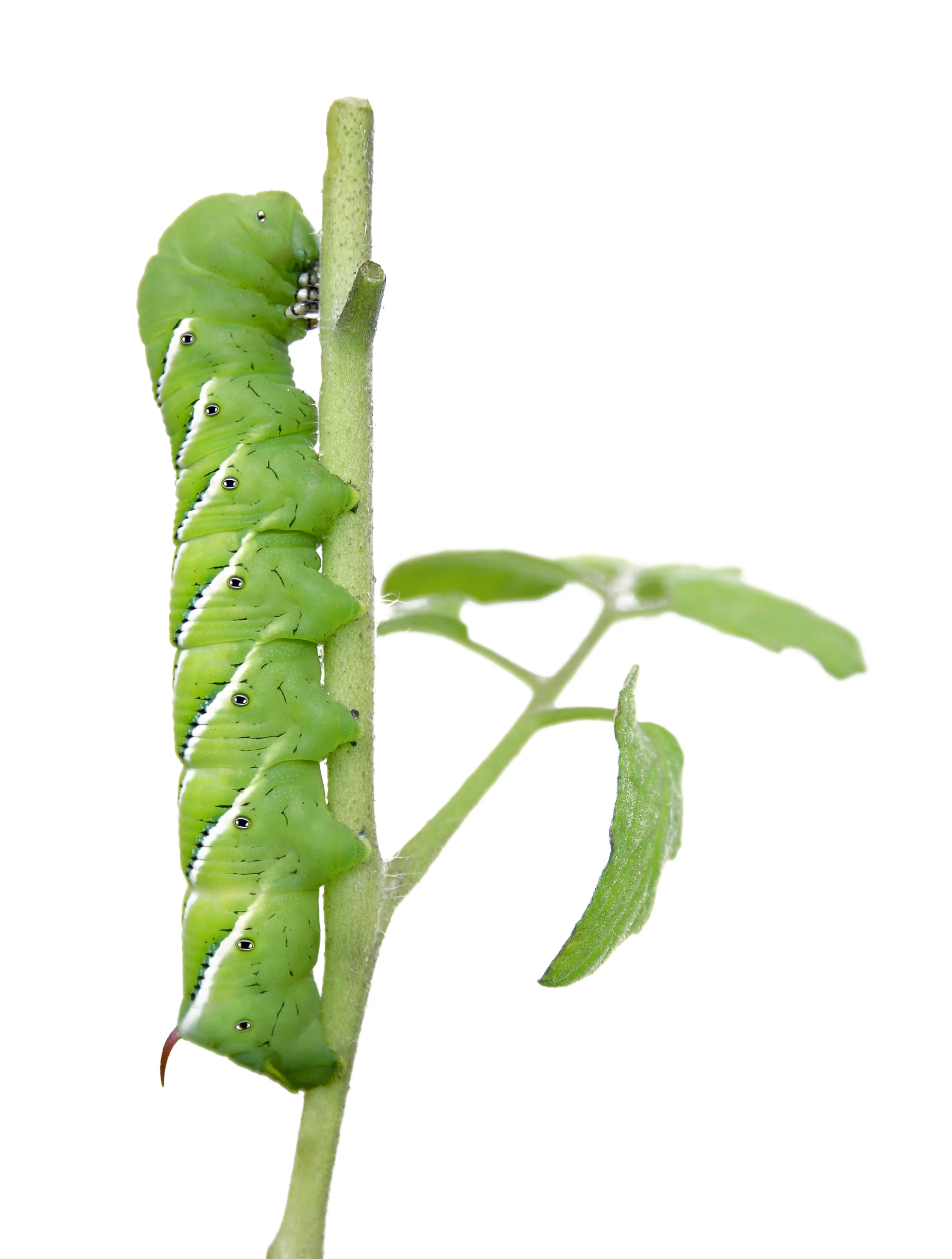 Uttast á gongunabbunum situr ein ringur við smáum krókum. Hesir ringar gera, at ormveran kann halda fast í plantuni. Mynd: iStockphoto