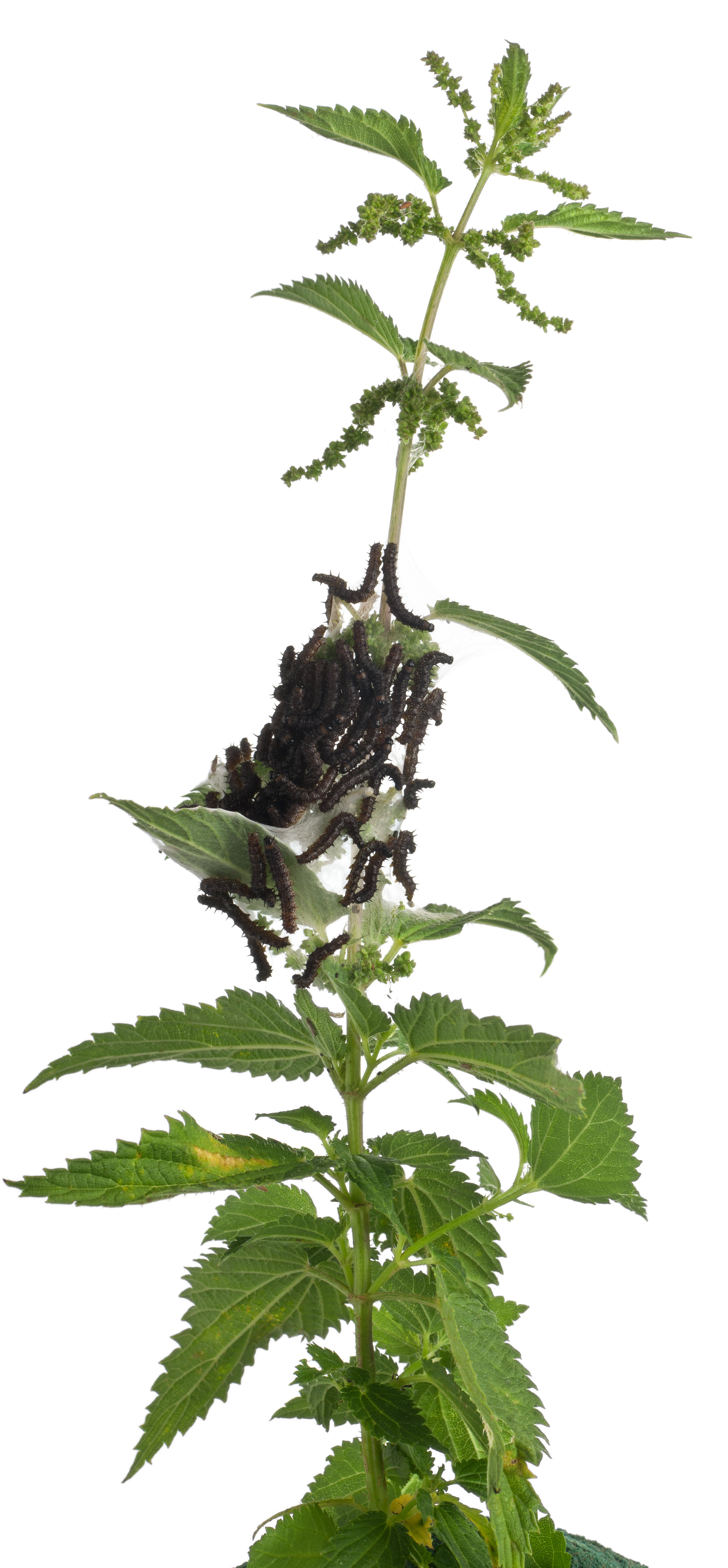Ormverurnar hjá páfirvaldi liva einans á brenninotum. Tær liva og eta í nøkrum, sum minnir um eitt tjald. Ormverurnar spinna tjaldið úr silkitráði, sum tær gera í spunavørtunum undir munninum. Mynd: iStockphoto