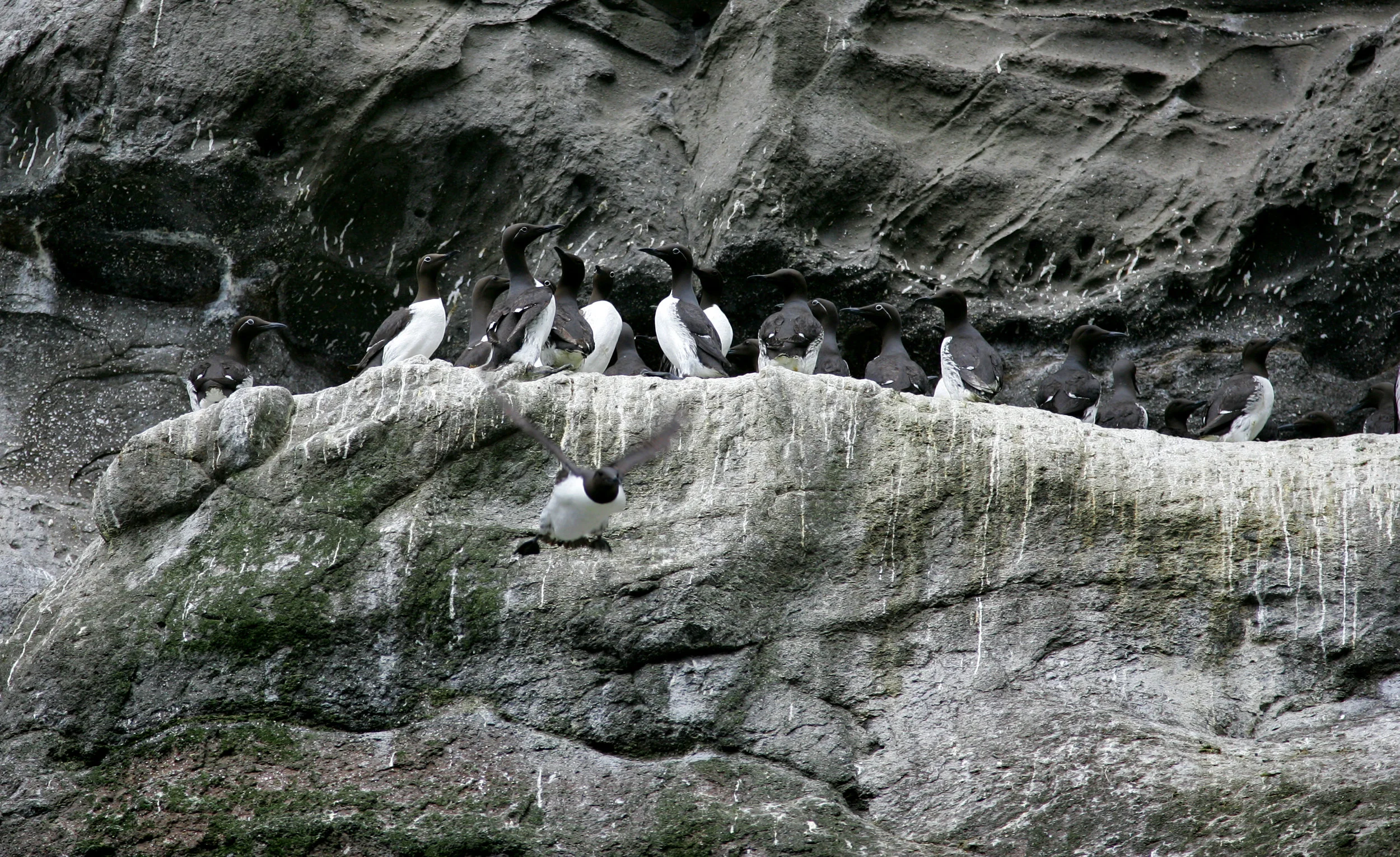 Lomvigi