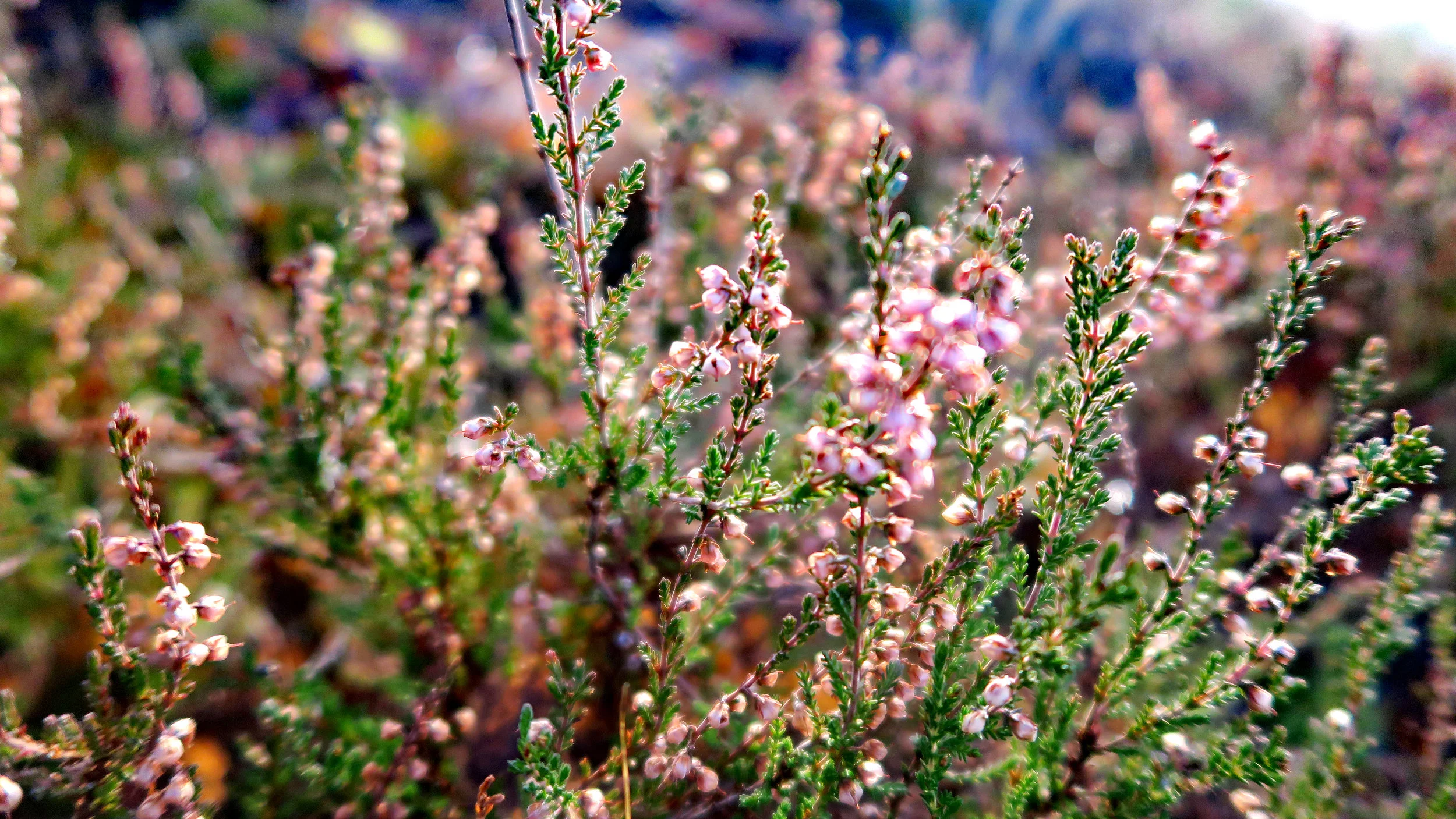 Heiðalyngur. Mynd: iStockphoto