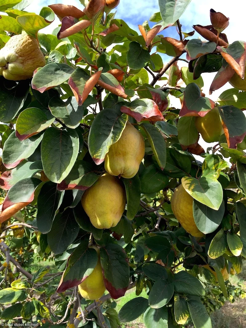 Quince tree at Maggie Beer's Farm Shop