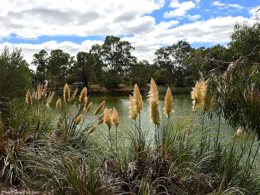 Pond at Maggie Beer's Farm Shop