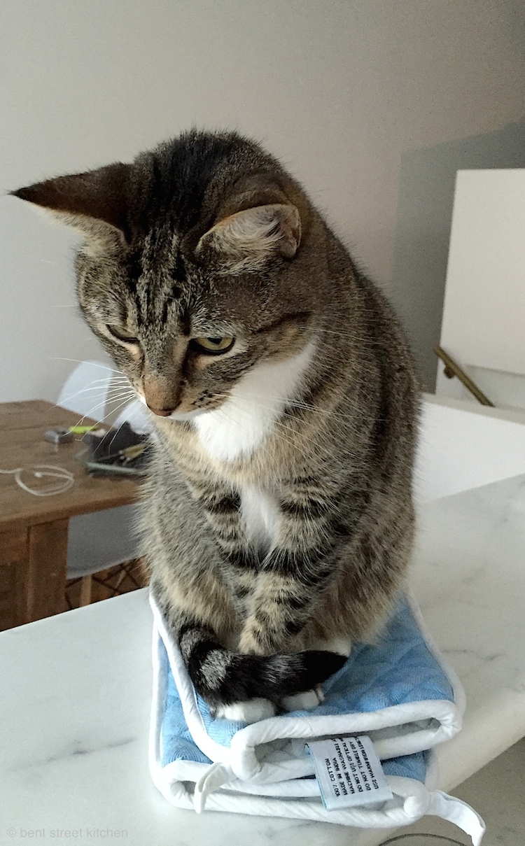 Miso keeping a watchful eye for food scraps at Bent Street Kitchen.