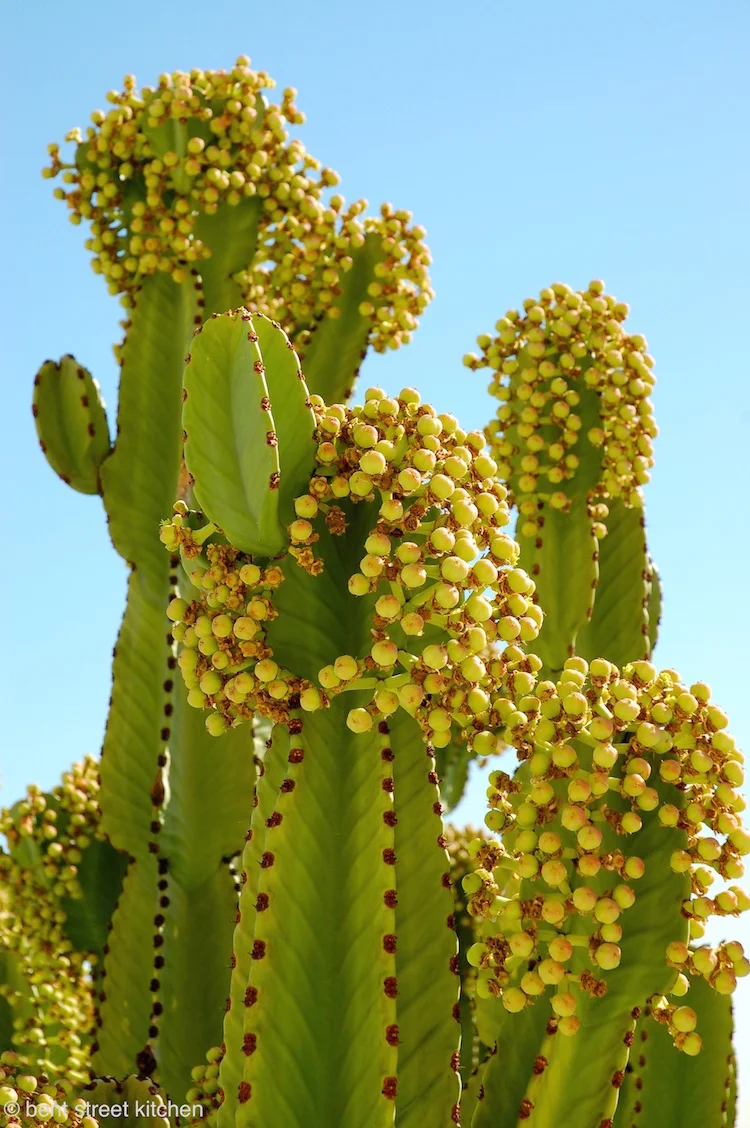 The Getty Center, L.A.