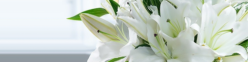 What do Lilies mean? There are a few different meanings for the Lily which can vary on type, however, one of the most common connotations is humbleness and devotion, with this meaning you can express your devotion to your loved one through a bloom.