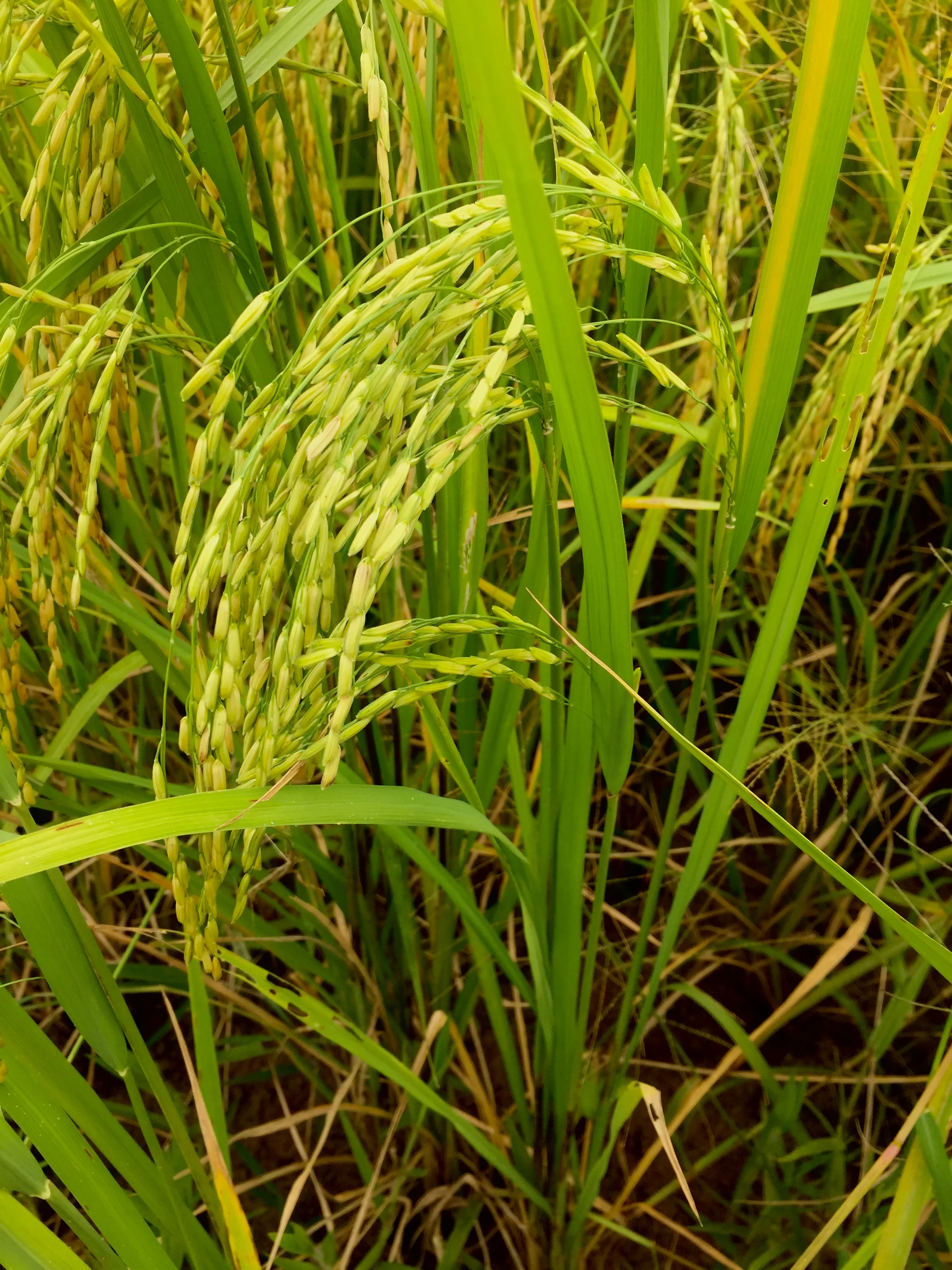 Battambang Rice