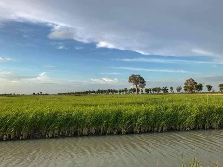 Rice Field, Battambang