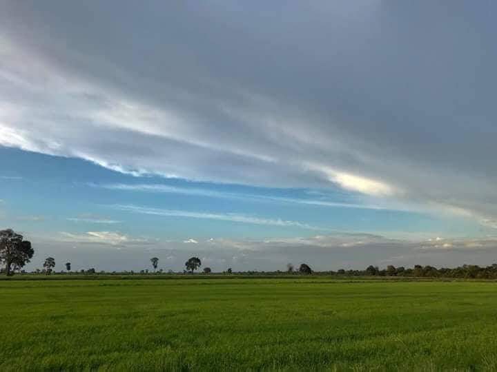 Rice Field