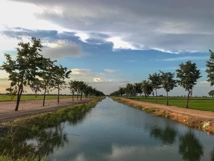 Rice Field