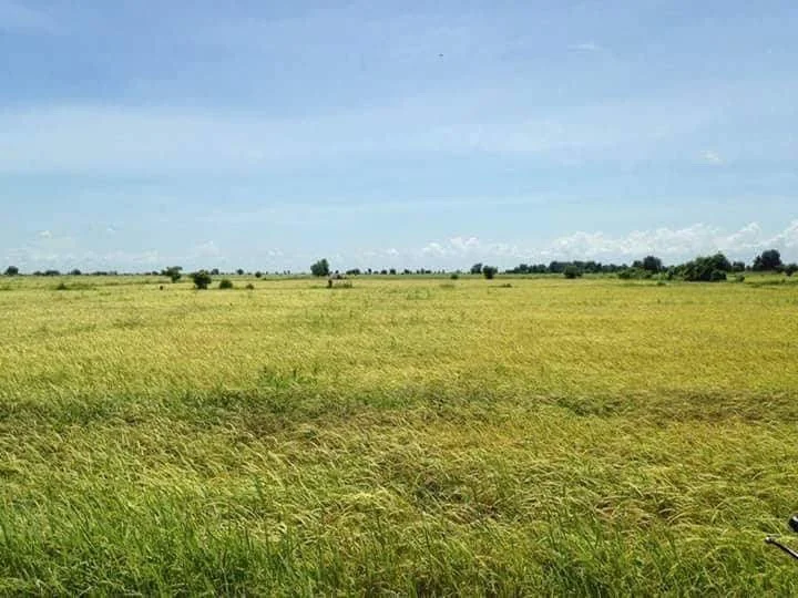 Rice Field 