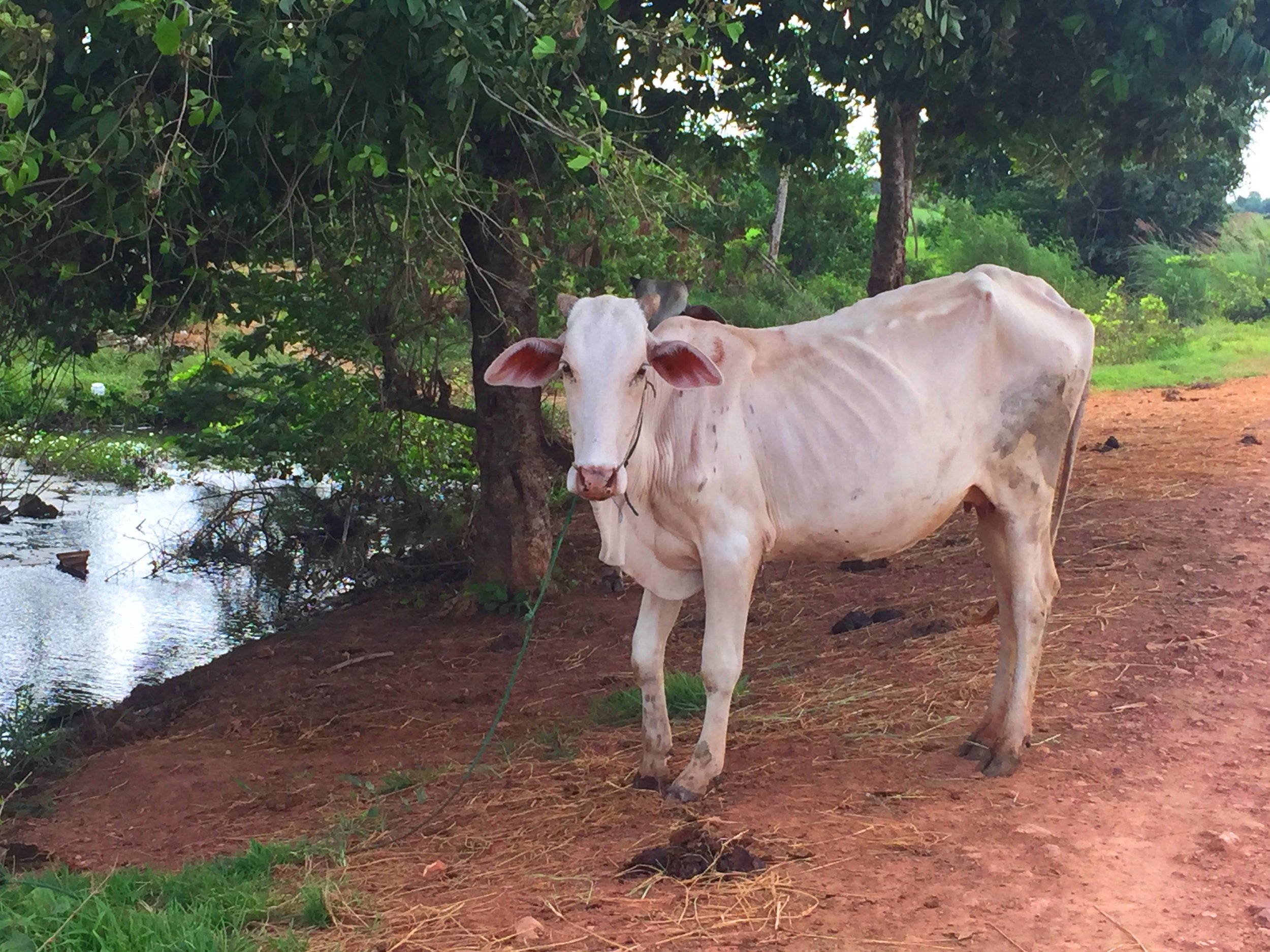 The cow in Battambang Countryside