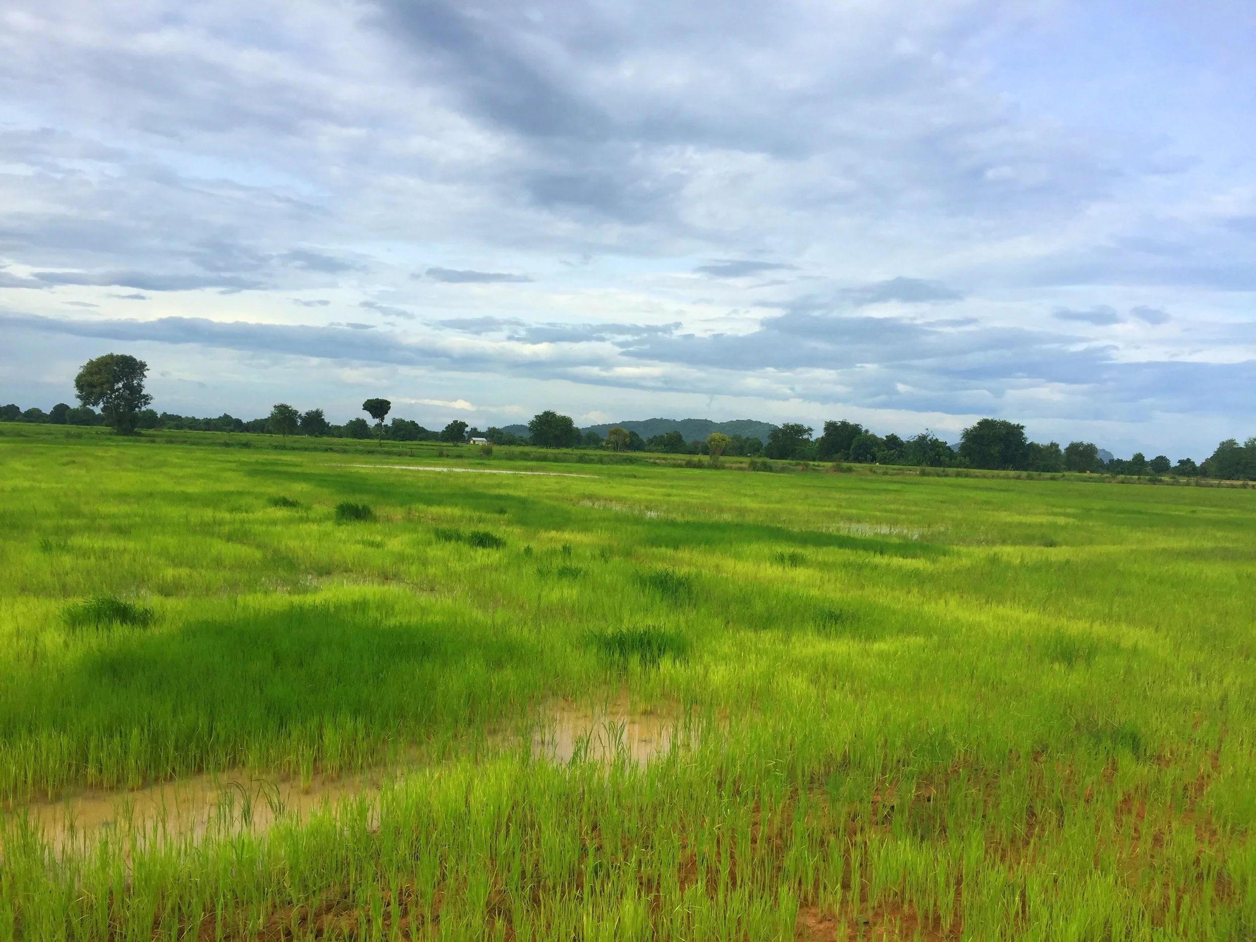 Rice Field, Battambang