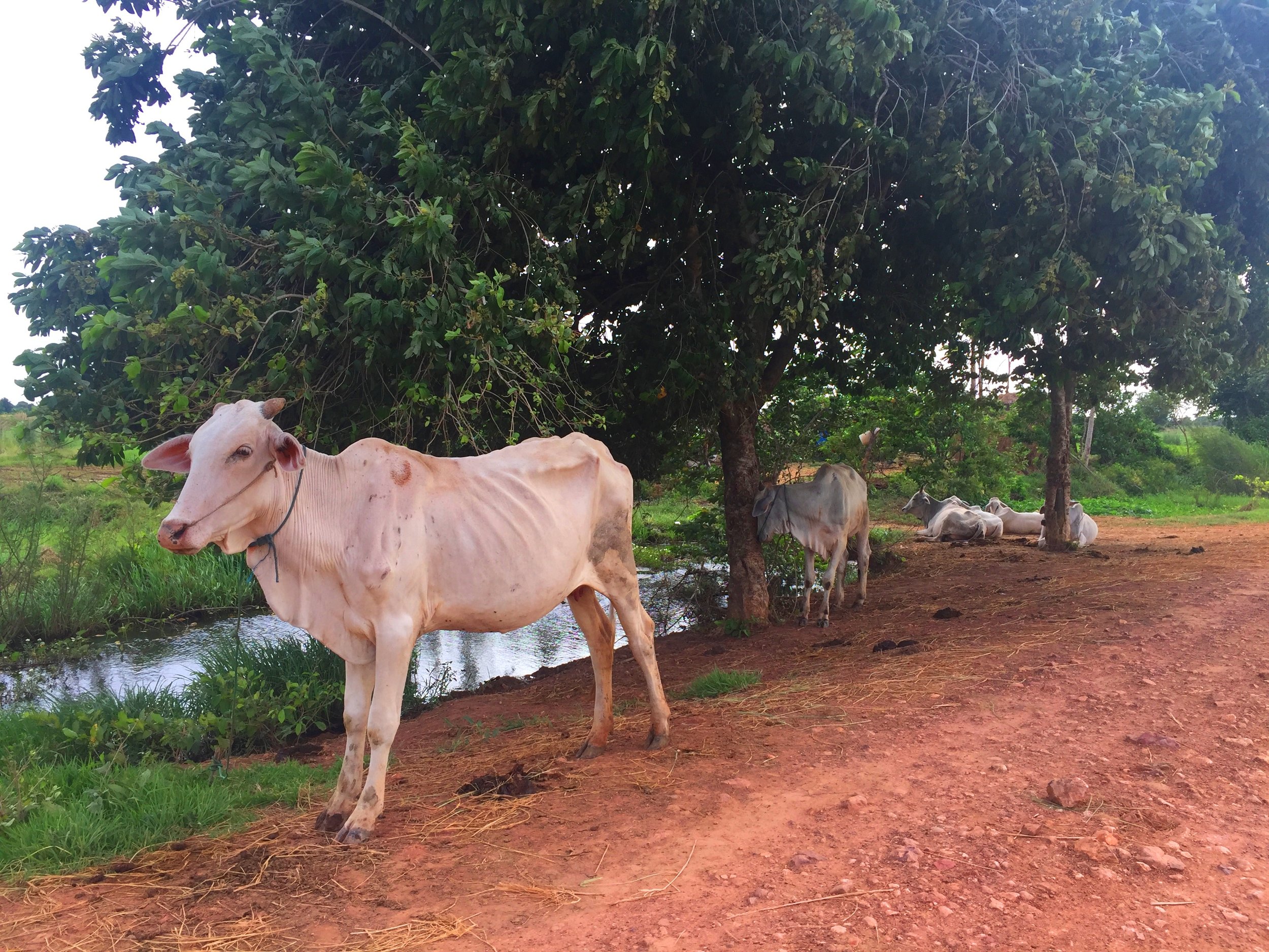 The cow in Battambang Countryside