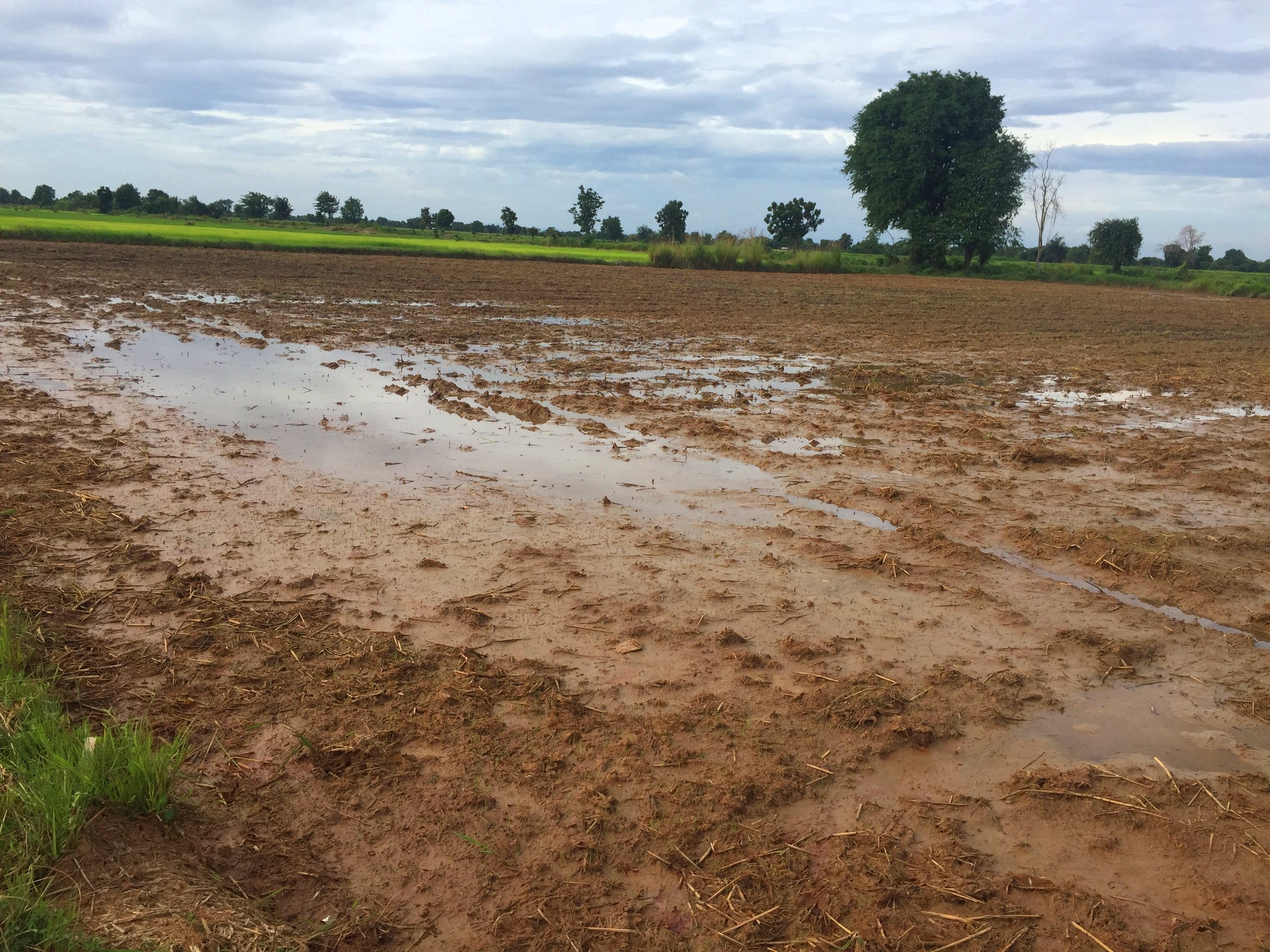 Muddy Rice Field, Rainy Season