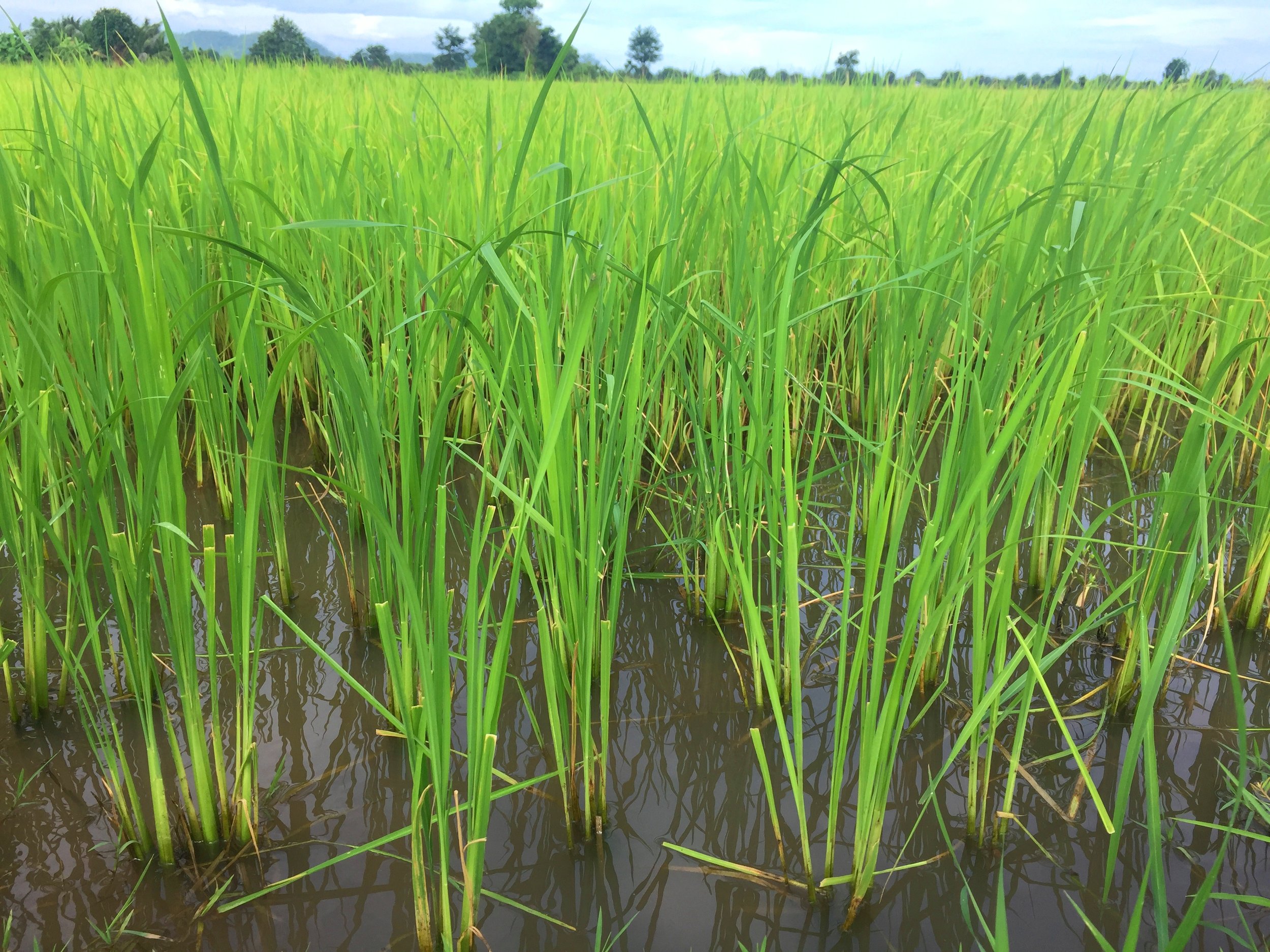Battambang Rice