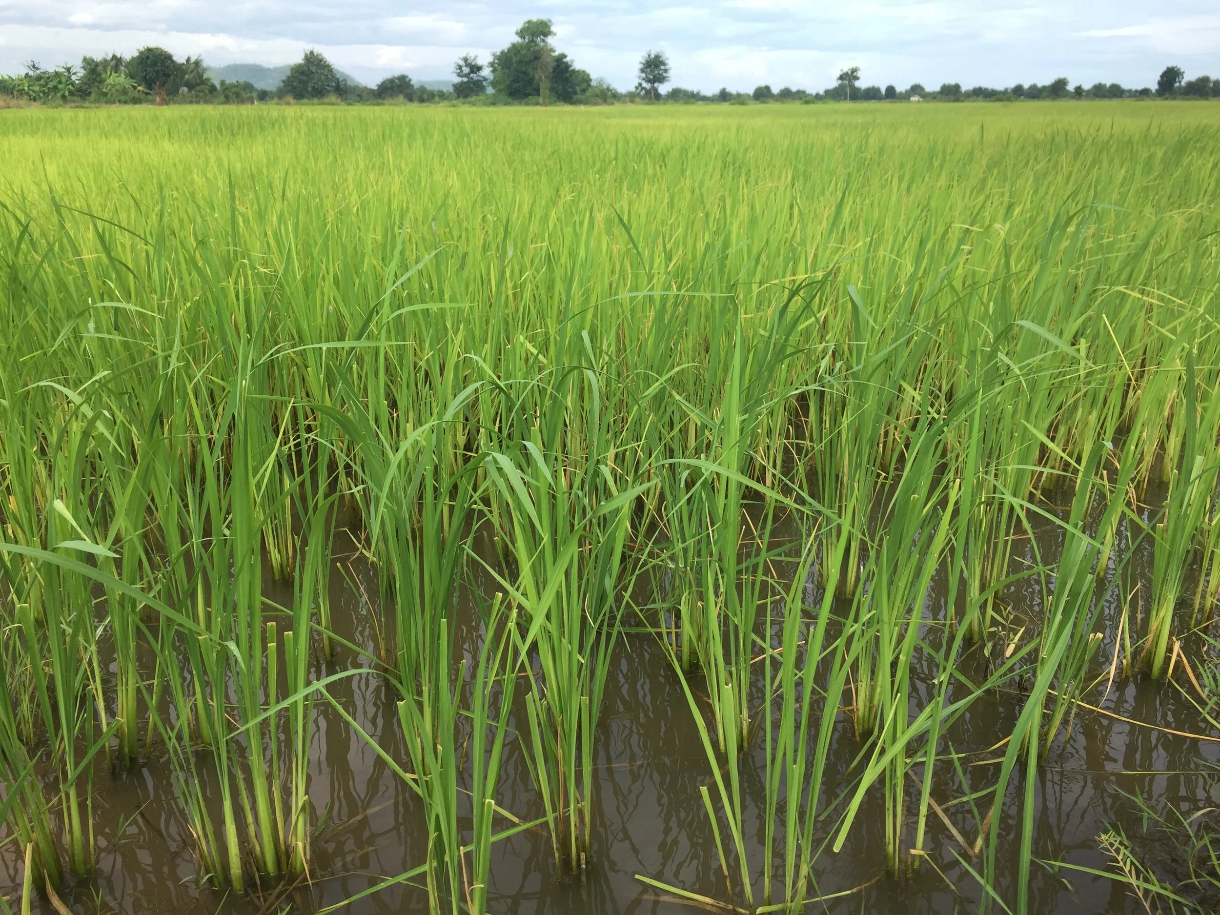 Battambang Rice