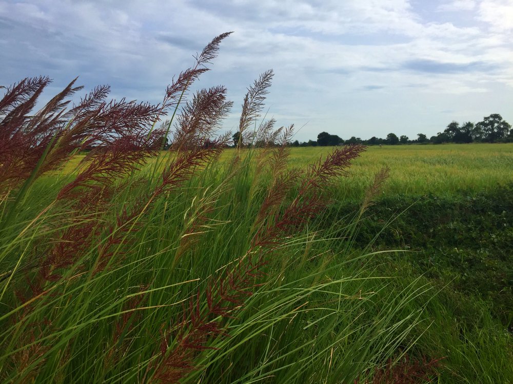 Rice Field, Battambang