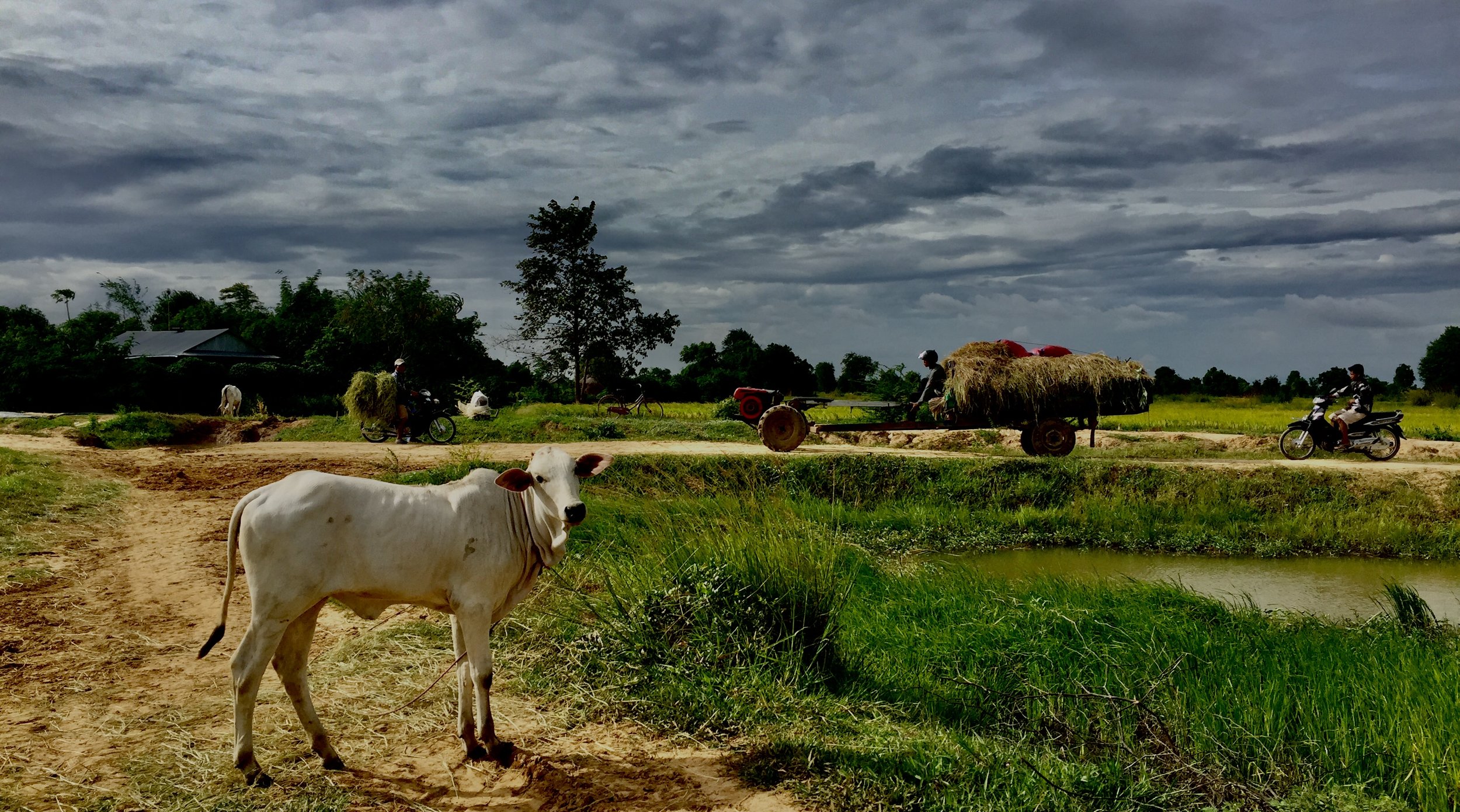 A little cow in Battambang Countryside