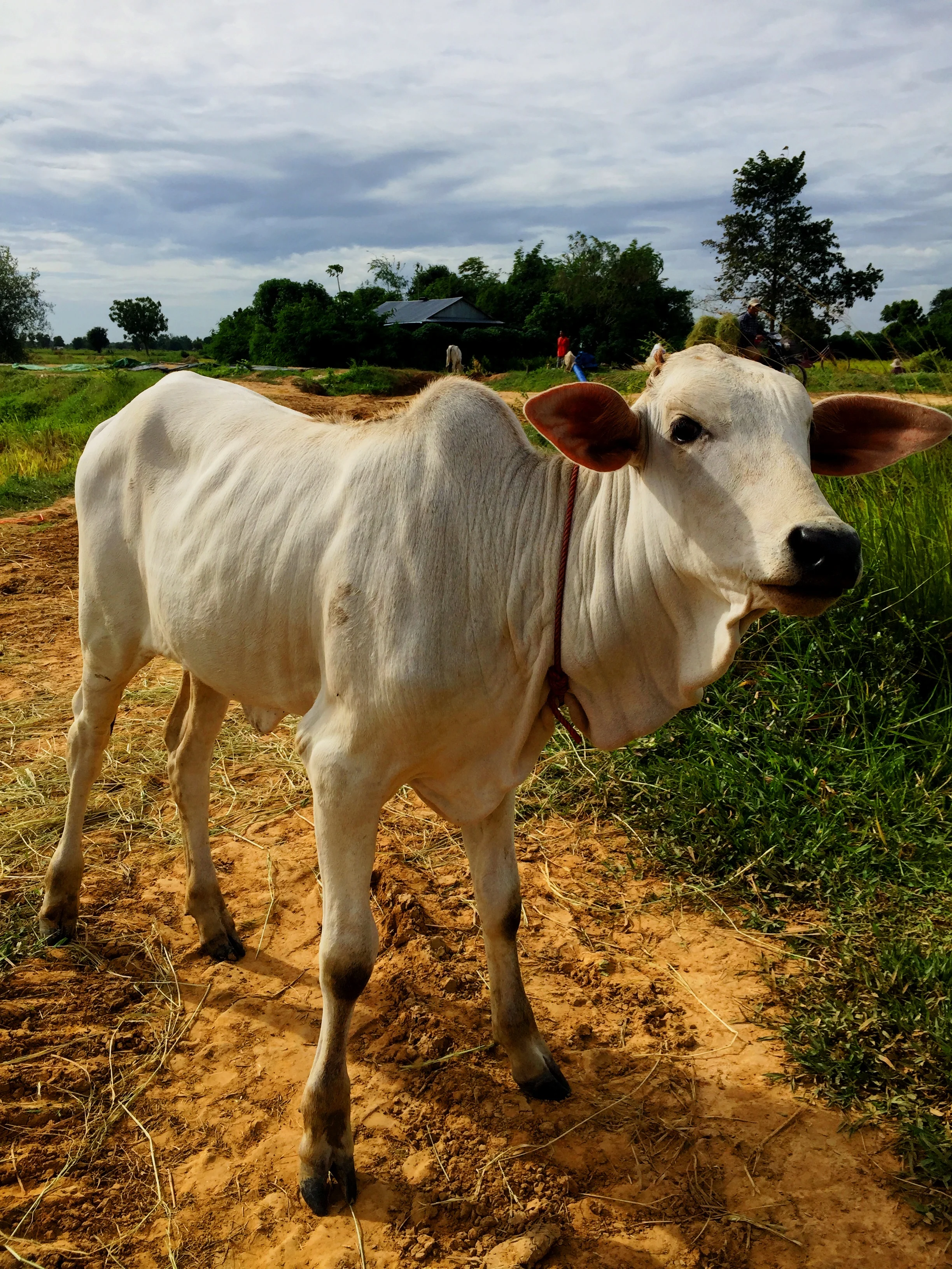 A little cow in Battambang Countryside