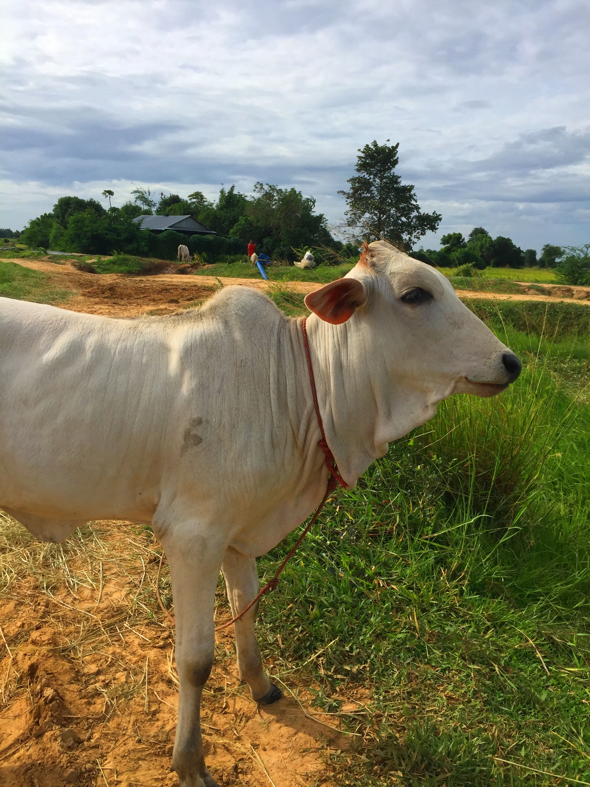 A little cow in Battambang Countryside