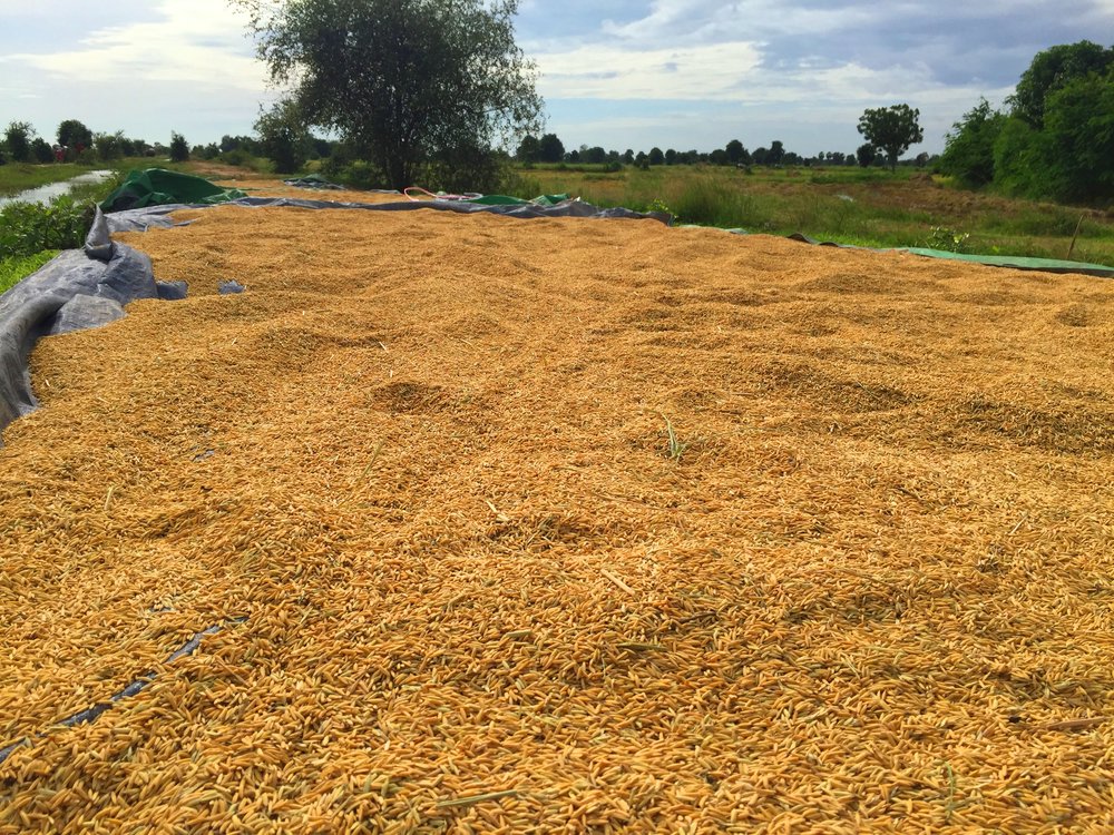 Rice Crop, Battambang