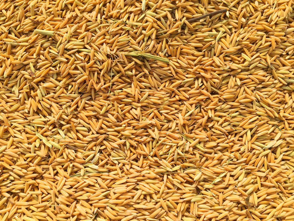 Rice Crop, Battambang