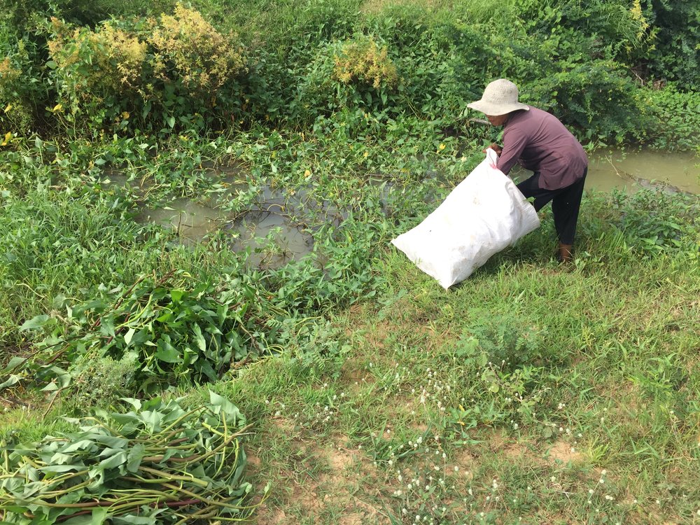 A farmer, cutting morning gory for her pigs