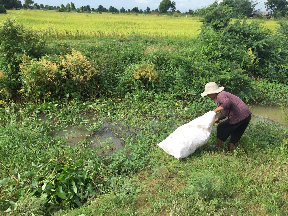 A farmer, cutting morning gory for her pigs