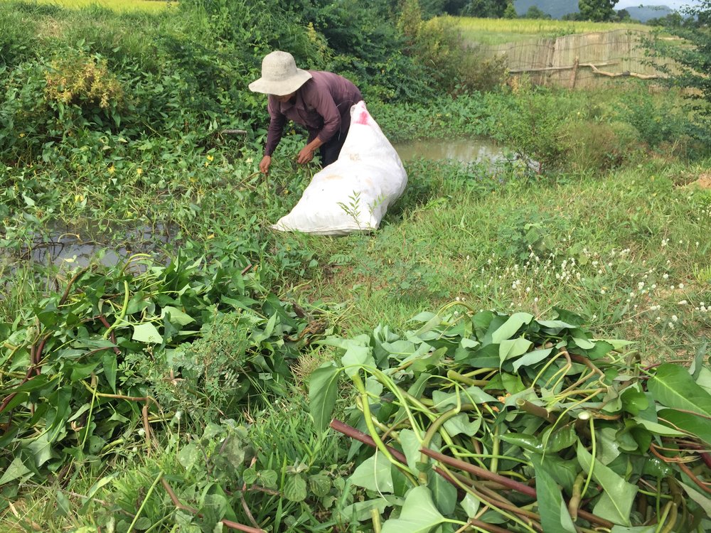 A farmer, cutting morning gory for her pigs