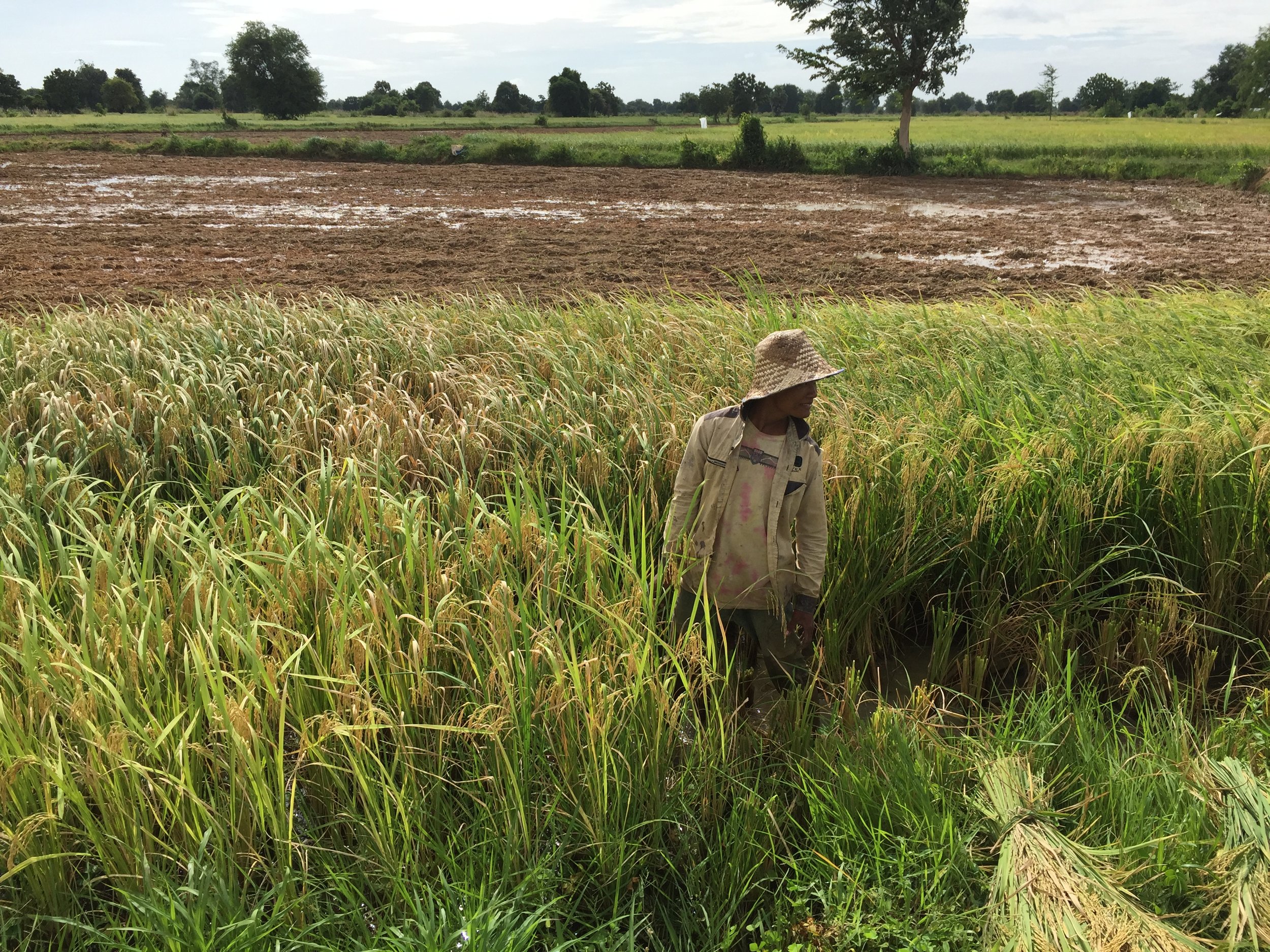 A Battambang Farmer, cutting rice 