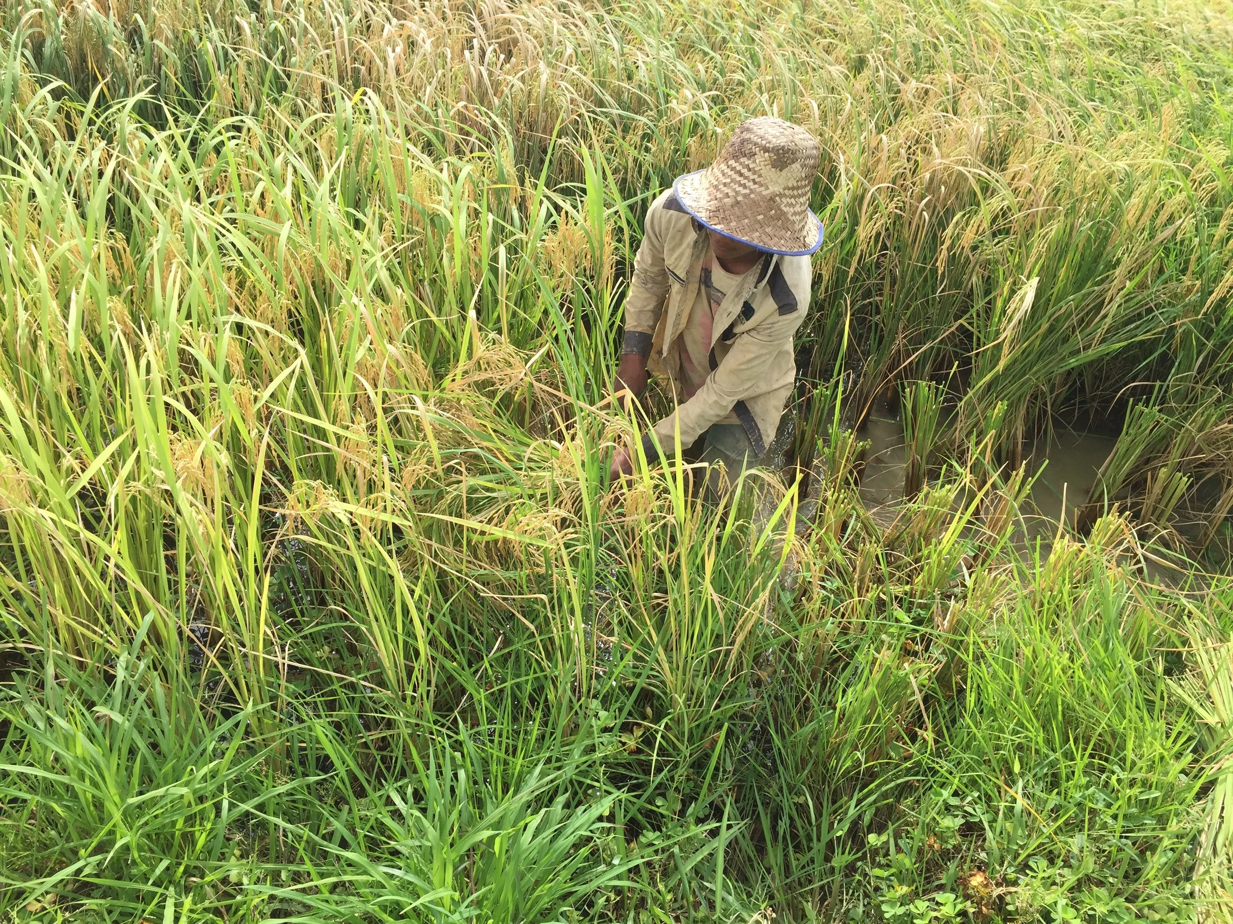 A Battambang Farmer, cutting rice 