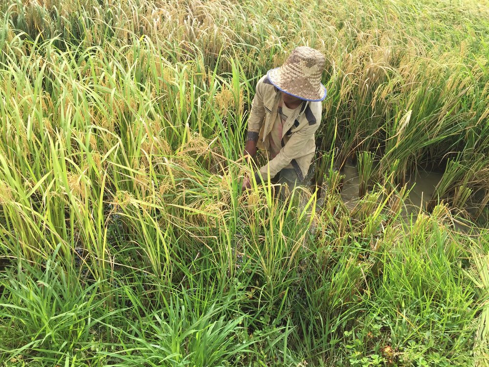 A Battambang Farmer, cutting rice 