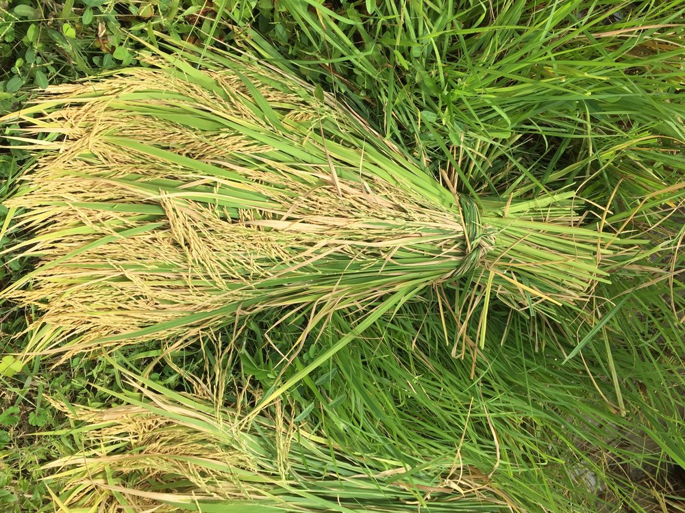 Battambang Rice