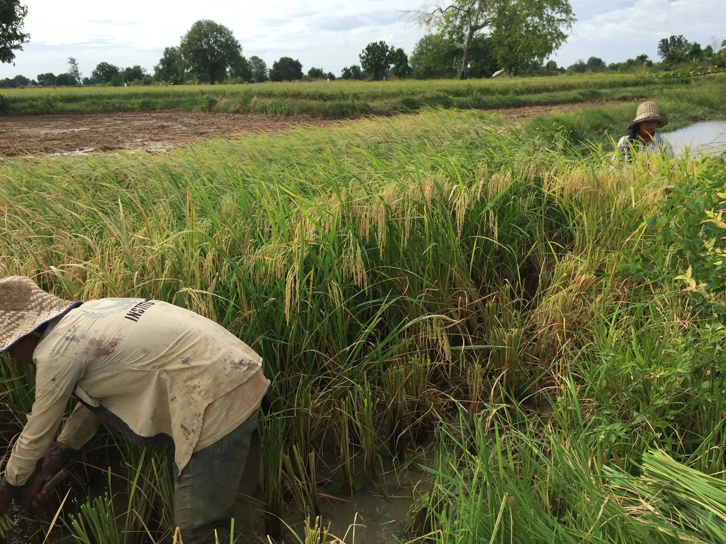 A Battambang Farmer, cutting rice 