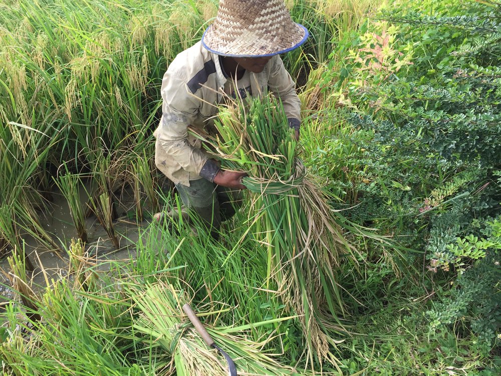 A Battambang Farmer, cutting rice 