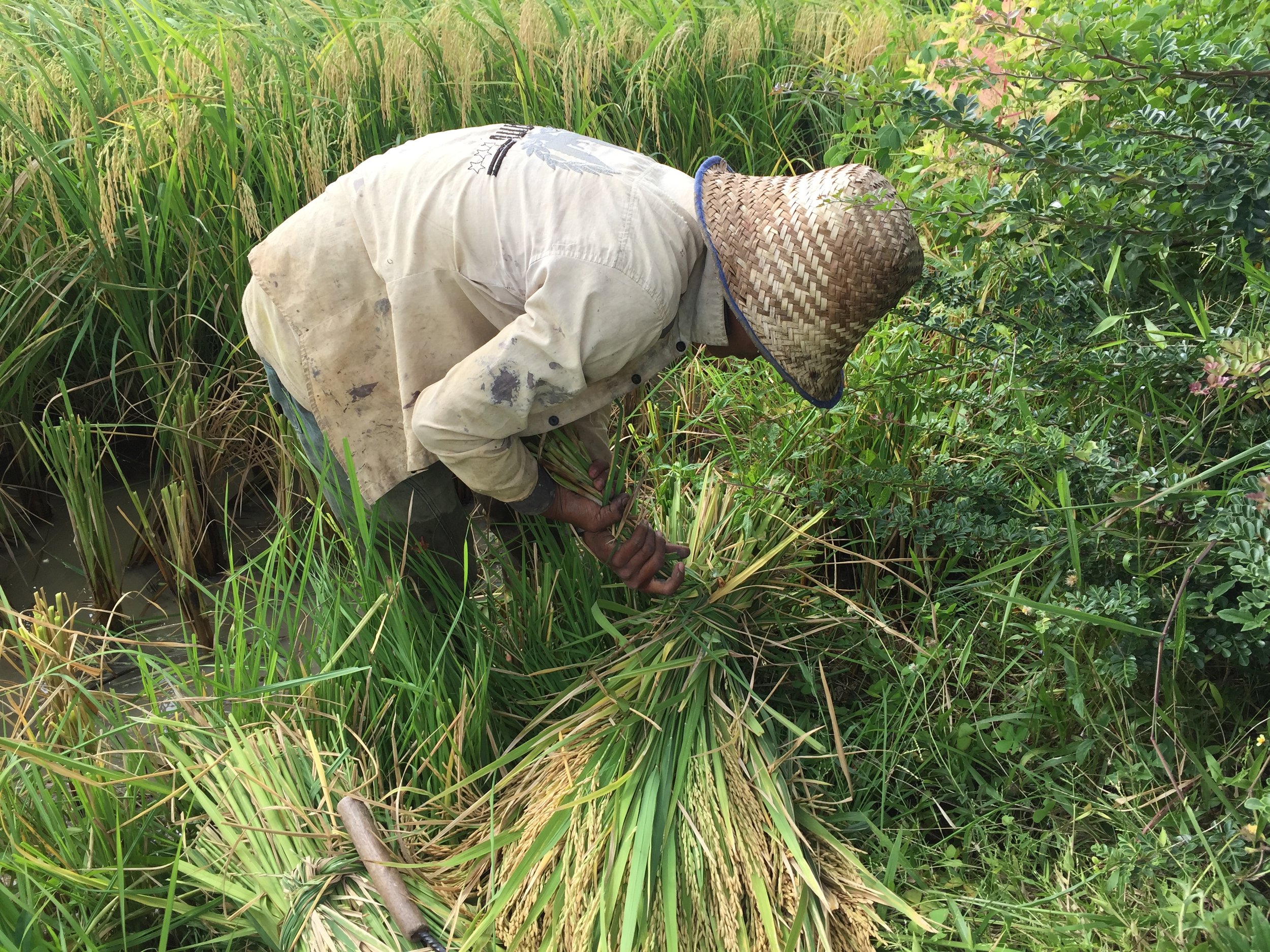 A Battambang Farmer, cutting rice 