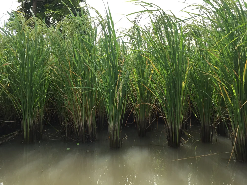 Battambang Rice