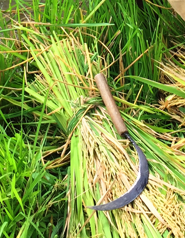 The Sickle, using to cut rice