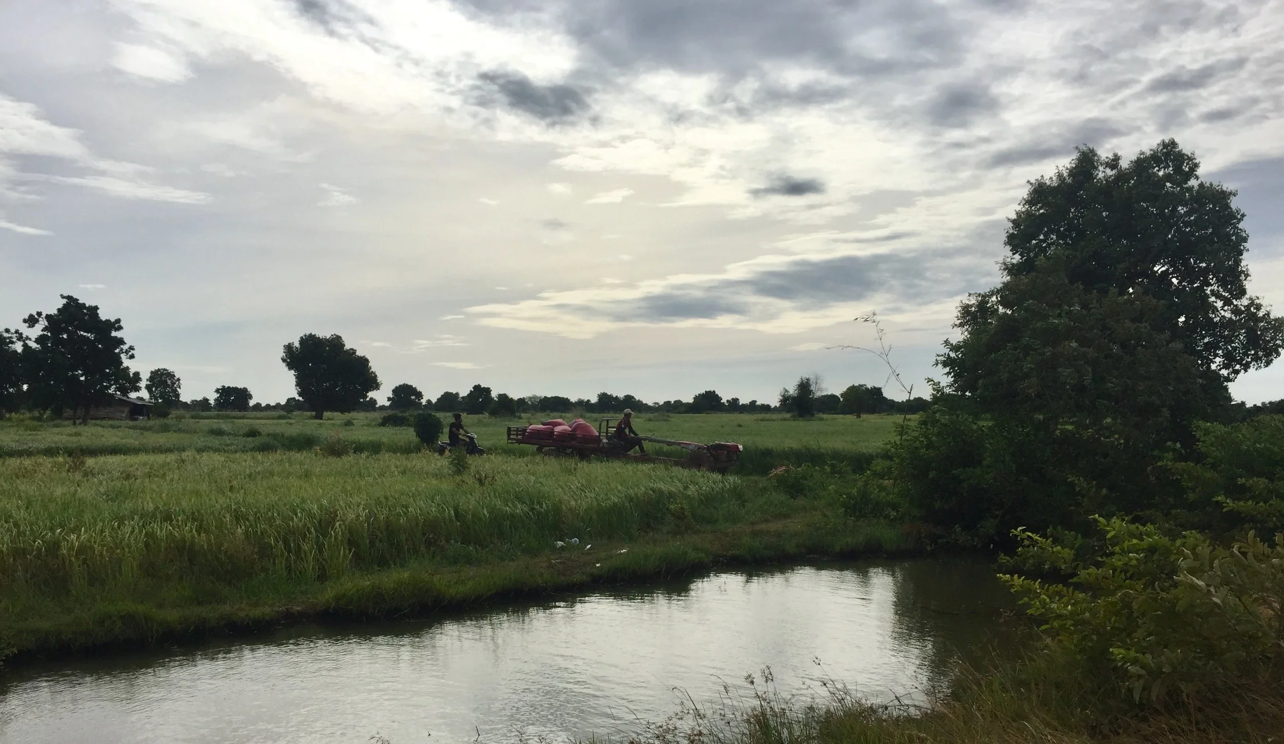 Farmer is bring to rice station