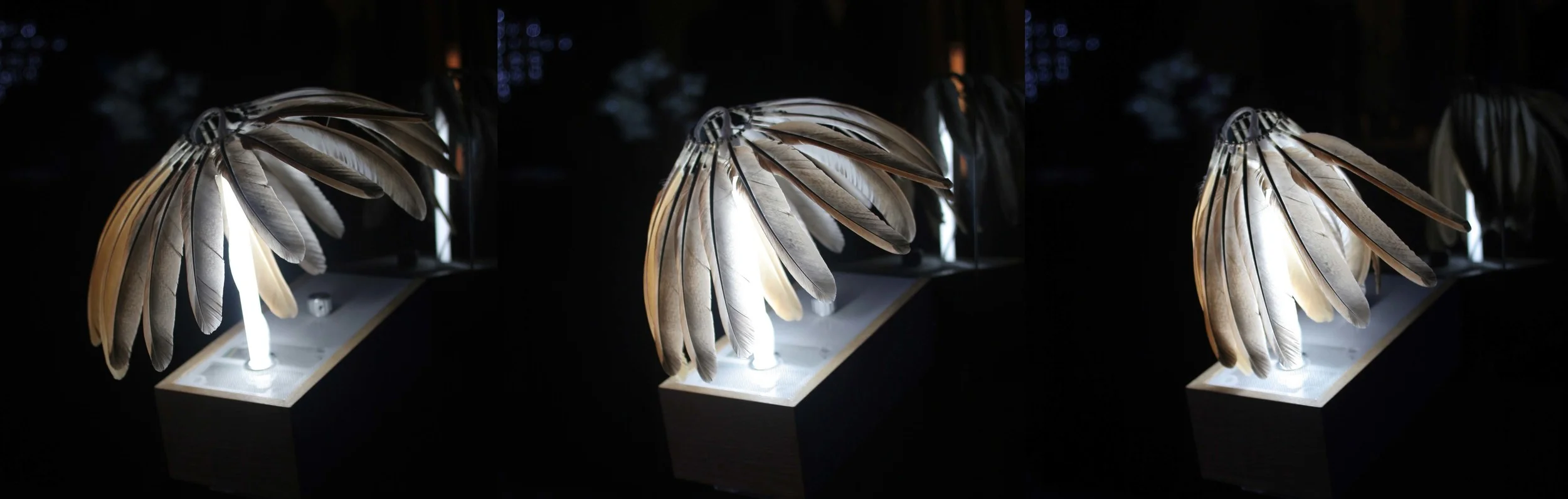 feather light.jpg