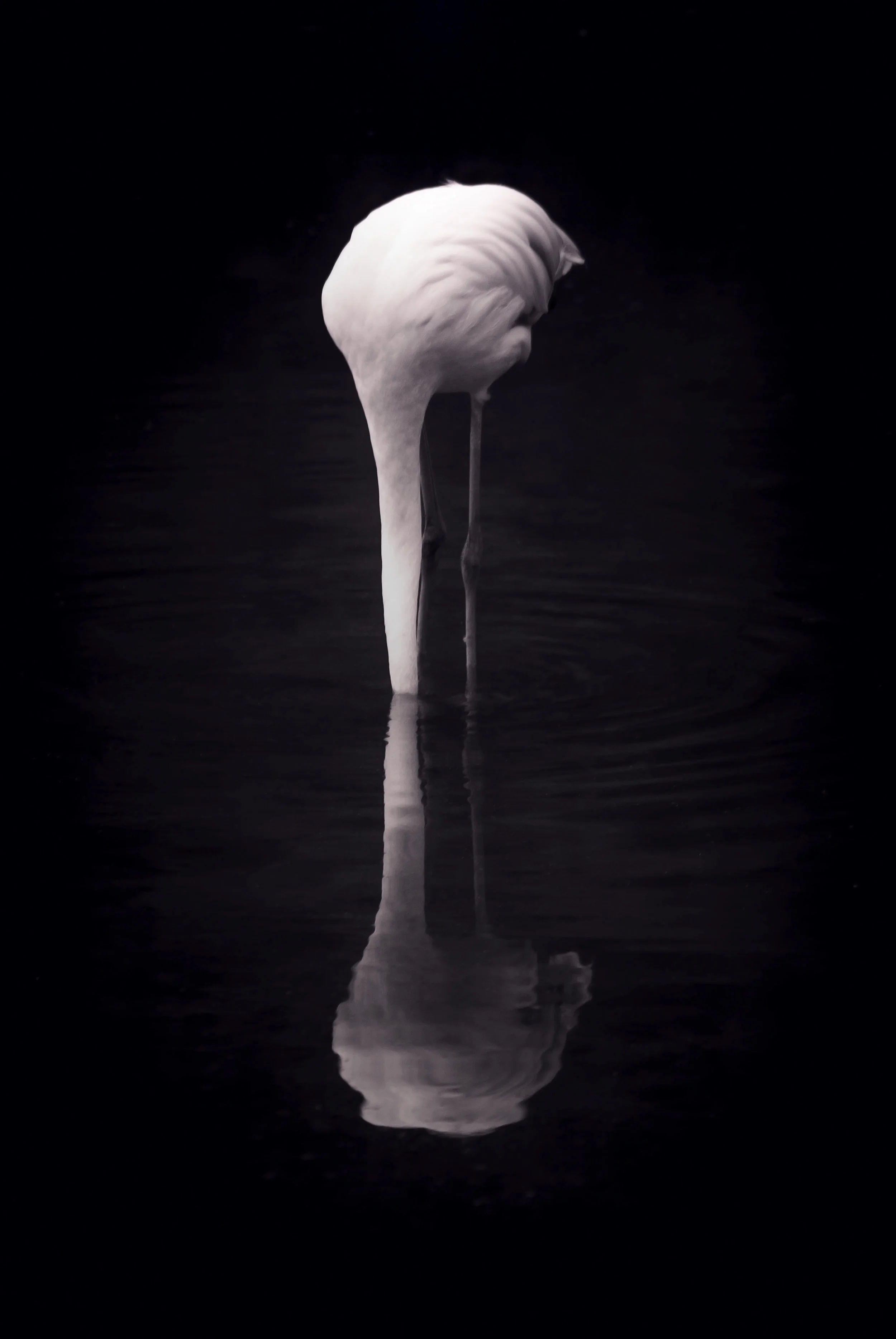 Flamingo.jpg