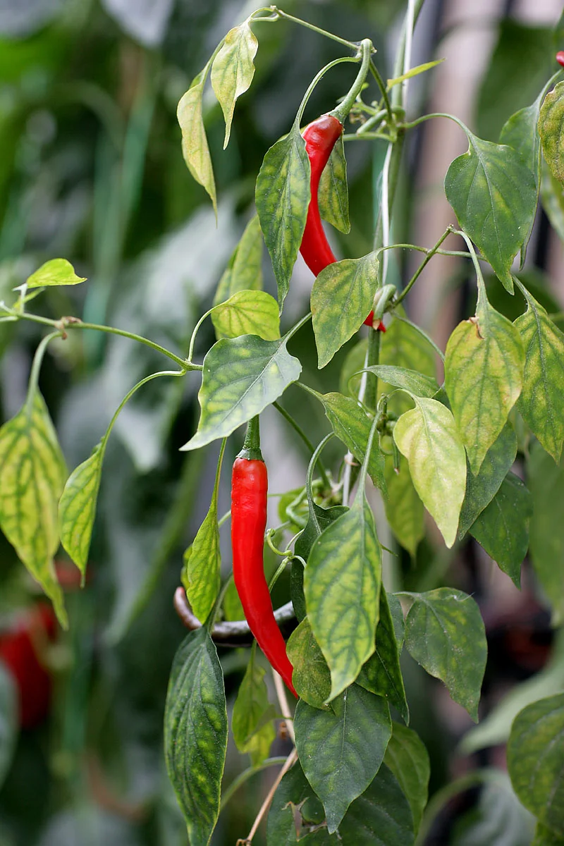 XH4S0683-österlen chilli.jpg