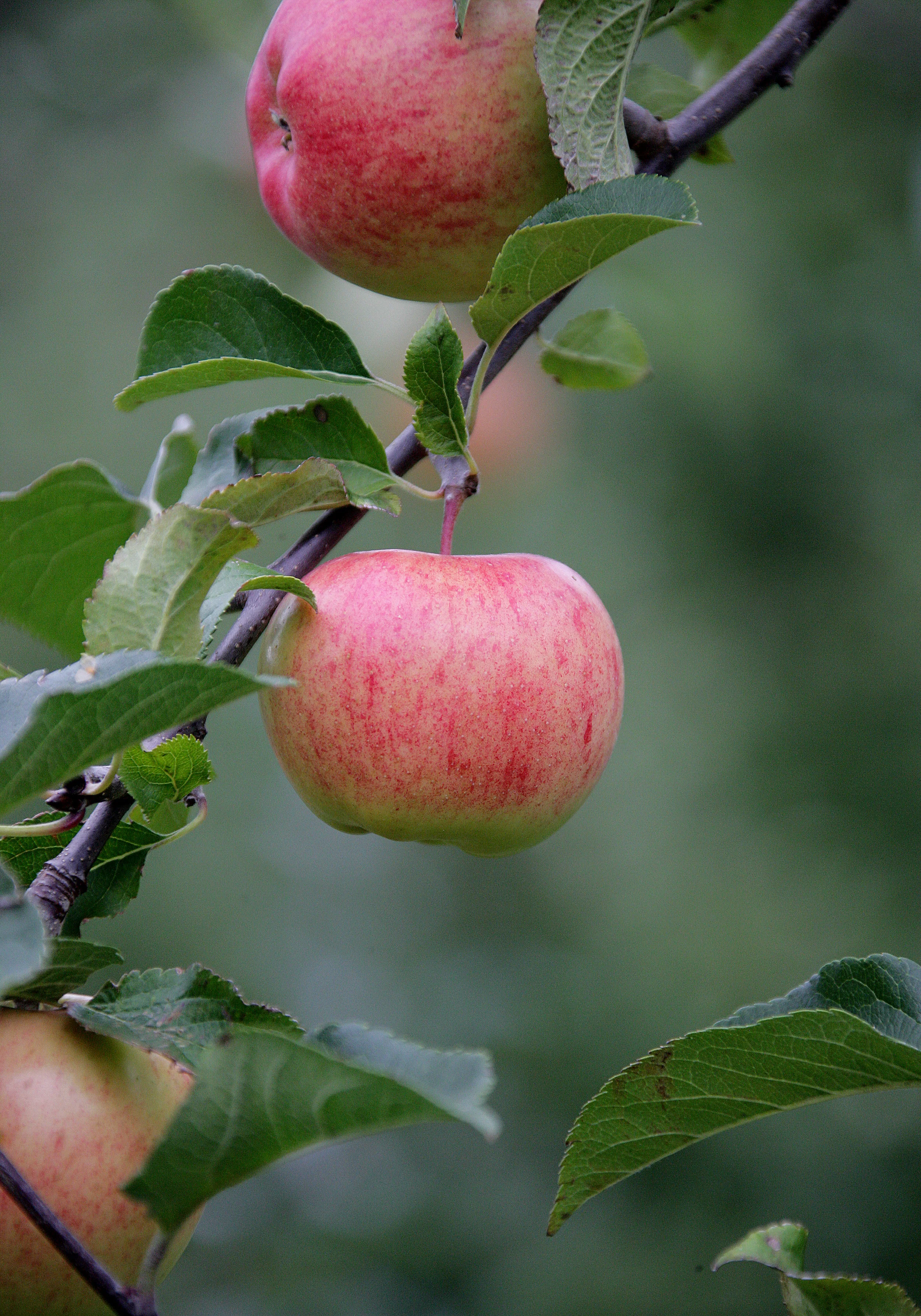 XH4S0804-äpple-A2.jpg