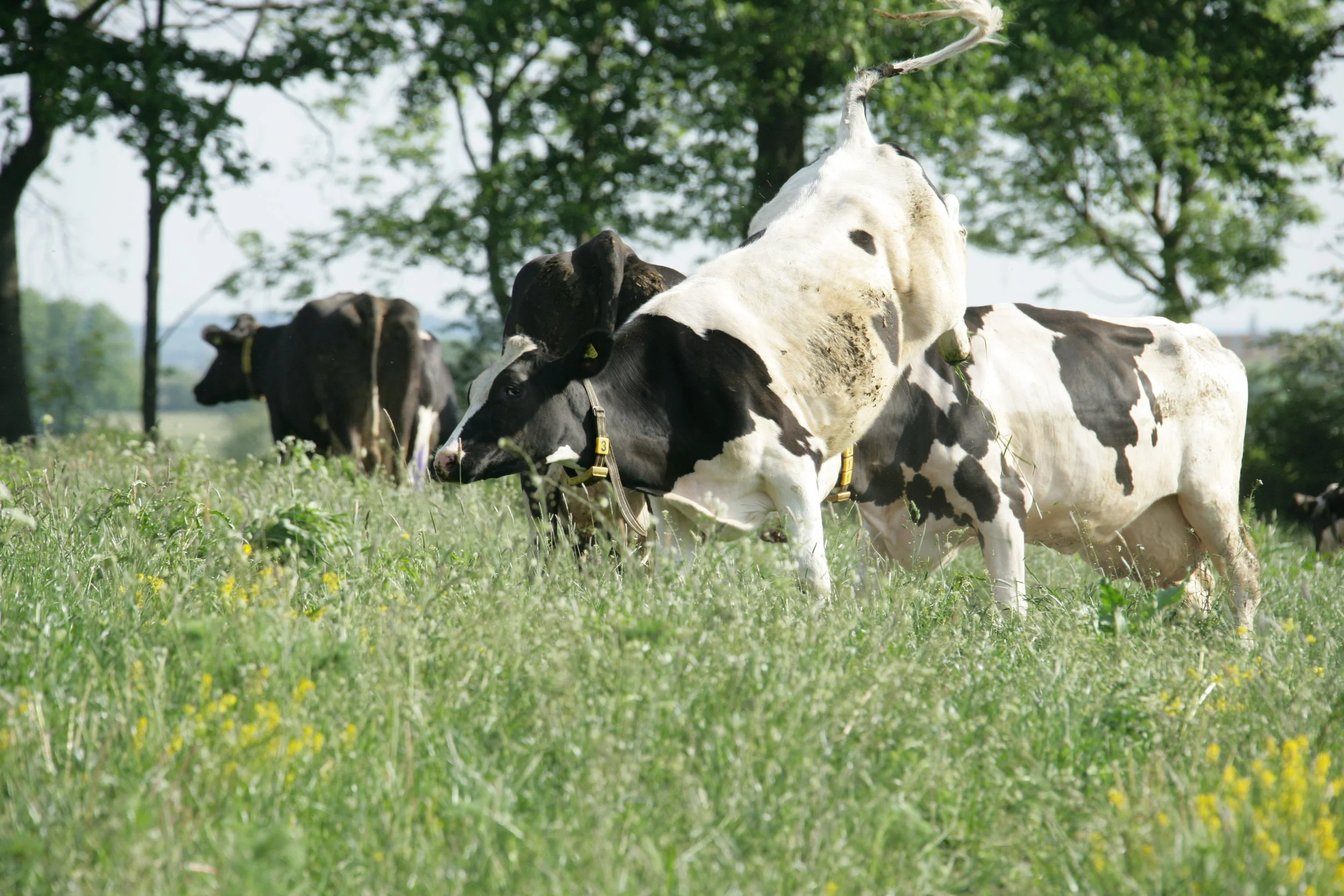 XH4S0959-OK bakut BRA.JPG