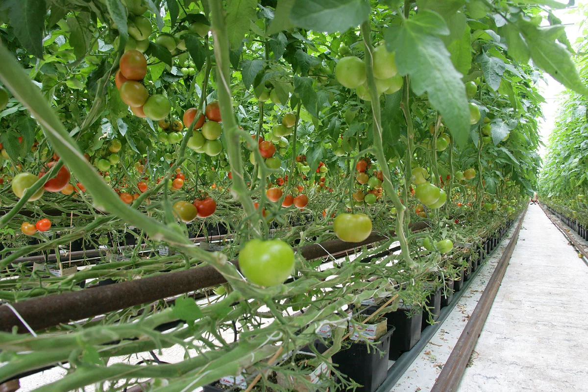 XH4S3079-tomatdjungel.jpg
