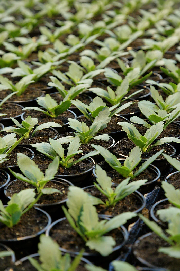 XH4S7958-fin-nyplantering.jpg