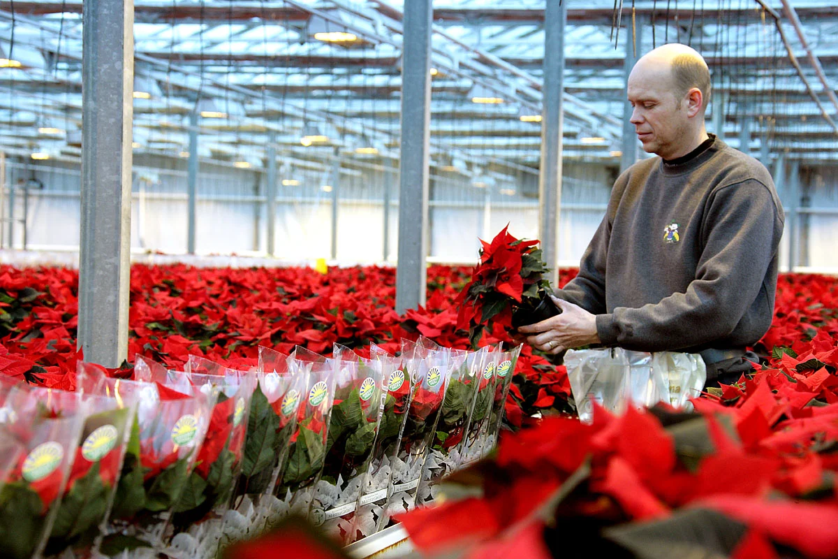XH4S8044-JÄTTEBRA-studerar julstjärna.jpg