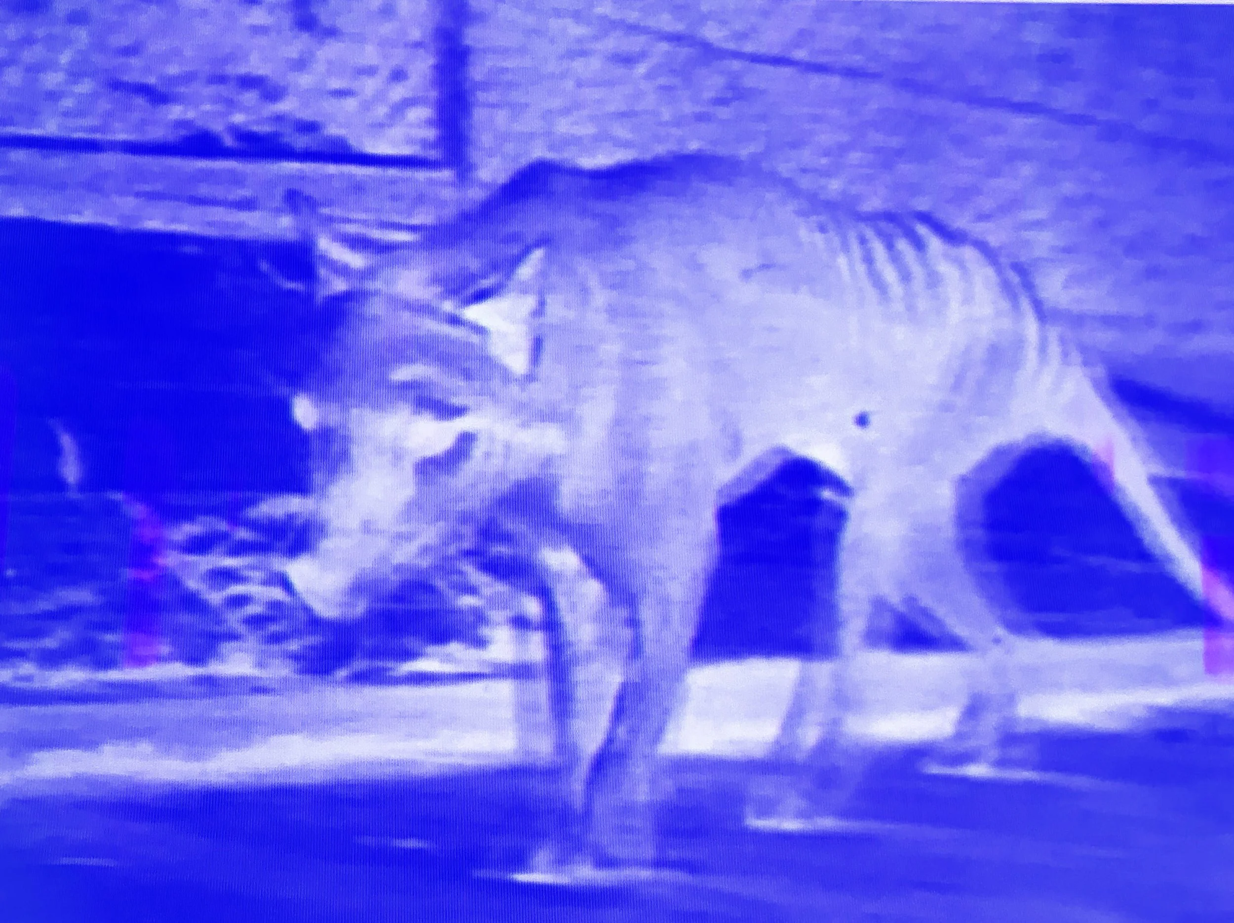 thylacine2.jpeg